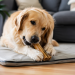 Mastication des chiens